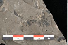 Foto (Detailansicht) von Palissya araunii Endl. (NHMW-GEO-2024-0188-10581)